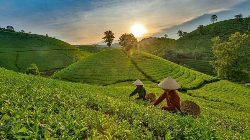 Mộc Châu – Mai Châu 3N2Đ: Cầu Kính Bạch Long – Đồi Chè Trái Tim