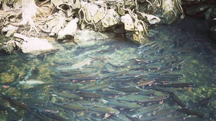 Tây Bắc 2N1Đ: Hà Nội – Mai Hịch – Pù Luông – Suối Cá Thần – Thác Mây