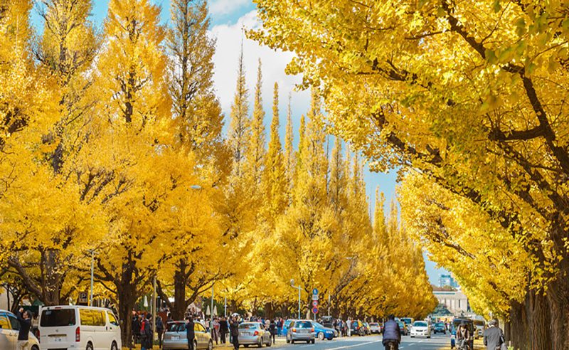 Nhật Bản: Tokyo – Ibaraki – Fukushima – Aizu – Koriyama – Nikko