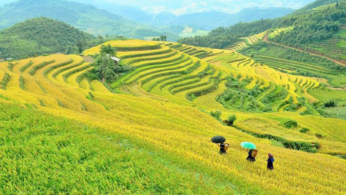Tây Bắc 3N2Đ: Hà Nội – Mù Cang Chải – Sin Suối Hồ – Sapa Mùa Lúa Chín